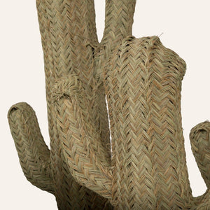 cactus esparto vegetal detalle